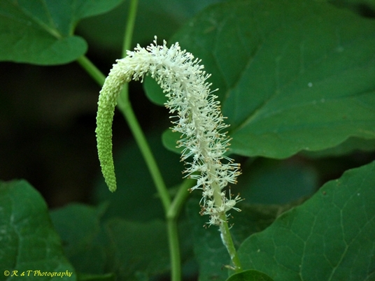 {Saururus cernuus}
